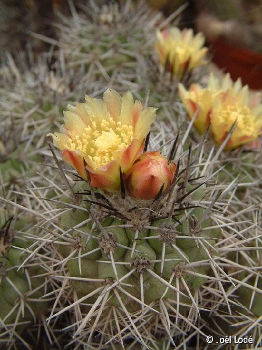 Copiapoa coquimbana alticostata ©JLcoll.734